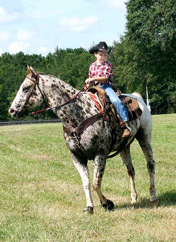 Trail ride raises funds for St. Jude Children’s Hospital The Troy