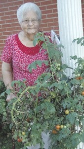 MESSENGER PHOTO/JAINE TREADWELL Alice Johnson stands with her tomato plant that she planted in the summer. The plant continues to grow.